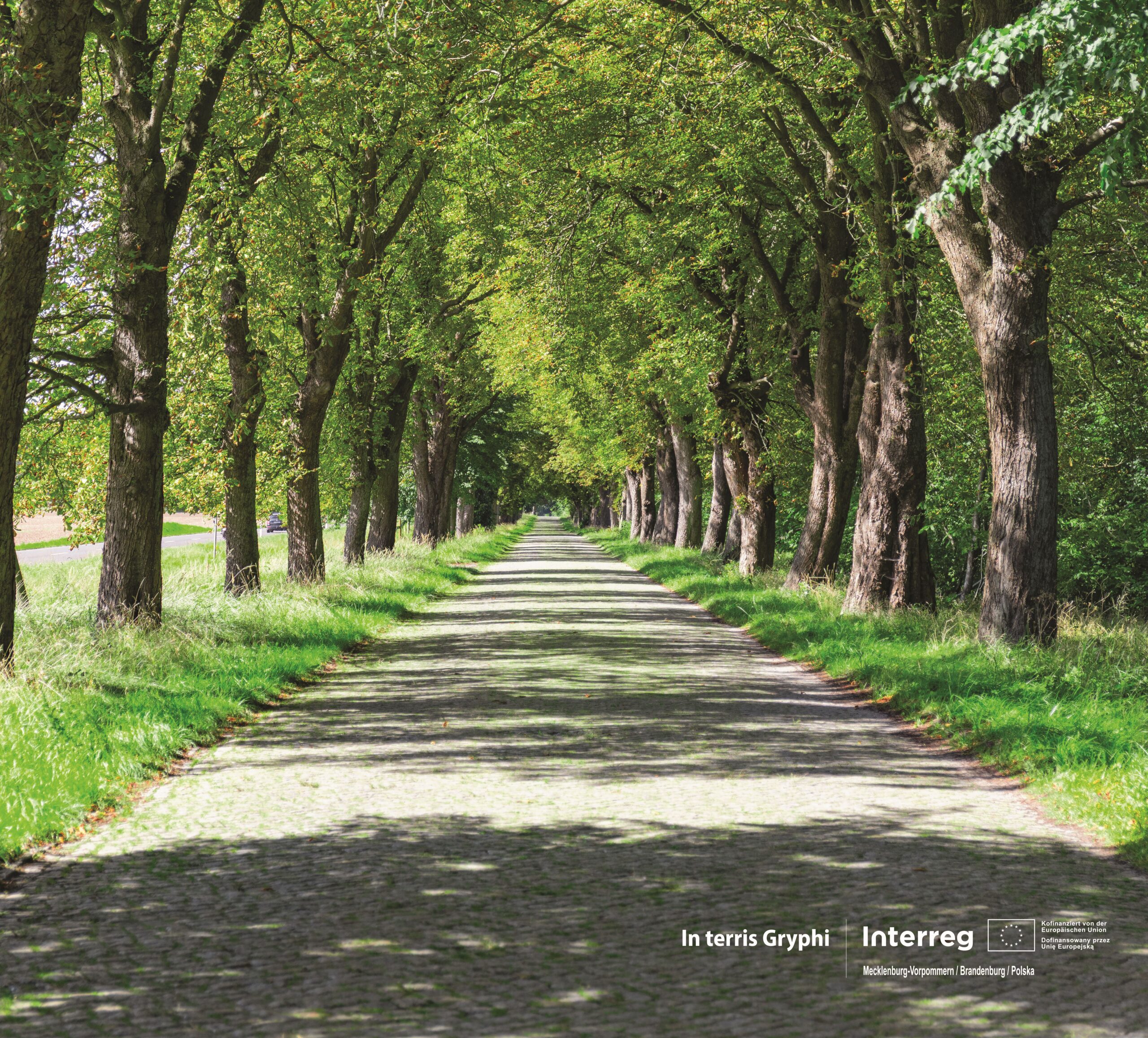 An avenue in MV